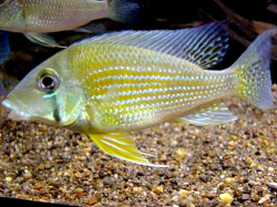 Geophagus taeniopareirus Wild Venezuela L 