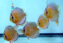 Symphysodon tarzoo "Tefe Green Half Red Spotted Discus" WILD XL 