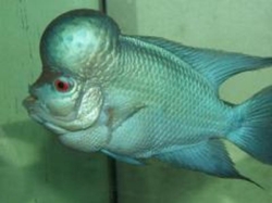 Cichlasoma sp. thai silk flowerhorn