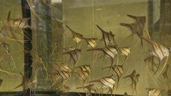 Pterophyllum altum "Rio Vichada" L