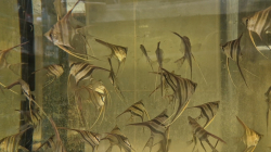 Pterophyllum altum "Rio Vichada" L