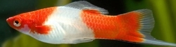 Xiphophorus helleri - Koi-Kohaku  