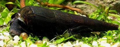 Faunus Ater Black Devil Snail